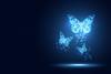transformation, butterfly, digital