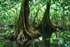 corcovado-jungle-trees