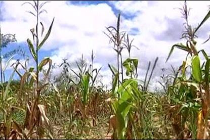 American drought and crop failure