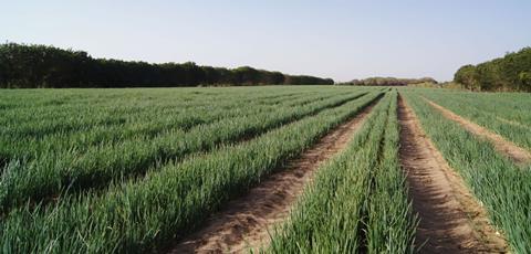 ics-senegal-yellow-sun-onion-crop-1140p